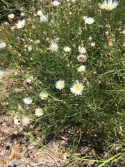 Malacothrix saxatilis implicata