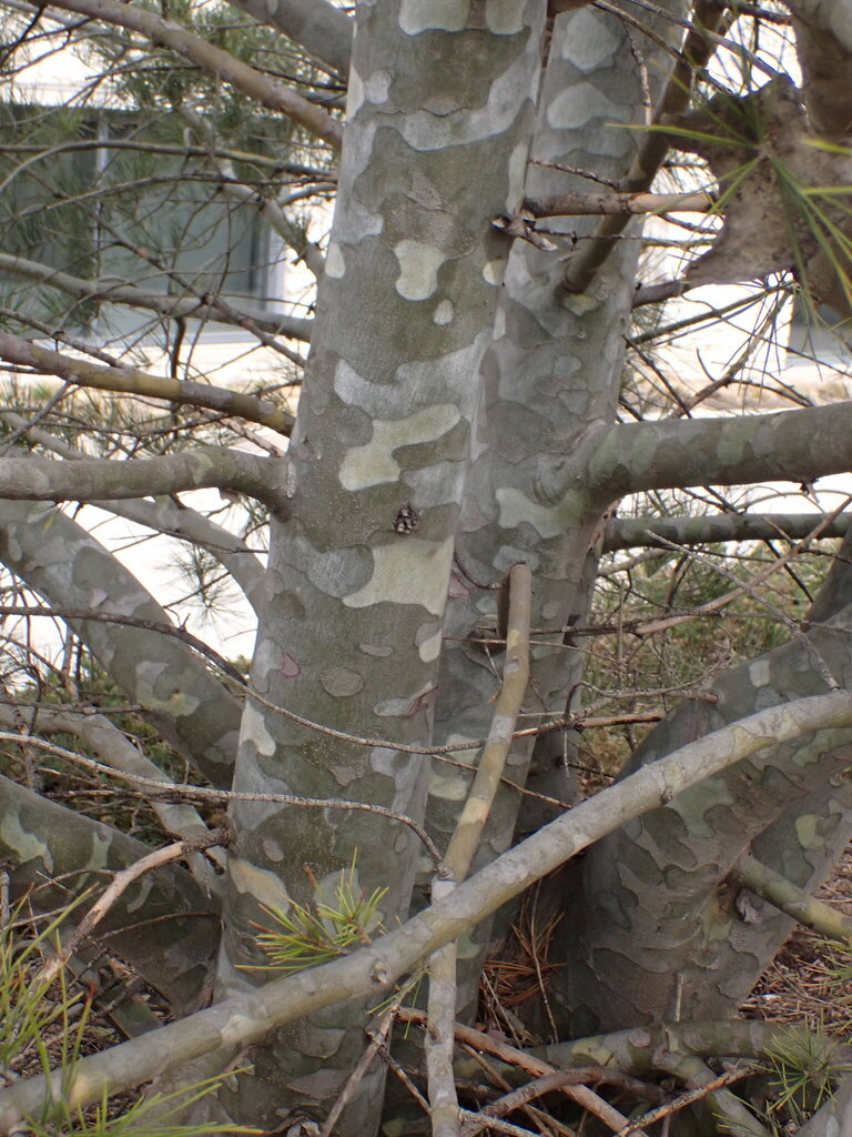백송 in 4월 2025 by Liz Weinstein // A.K.A. mushroomphotography · iNaturalist 백송 (Pinus bungeana)