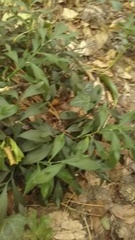 Ruscus hypoglossum