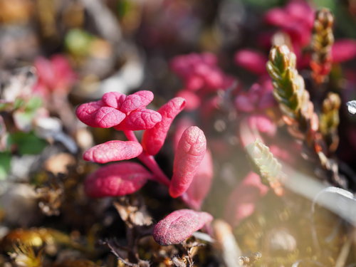 Exobasidium vaccinii-uliginosi