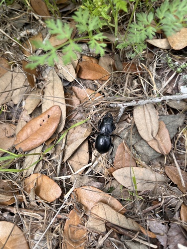 California Warrior Beetle photo 4