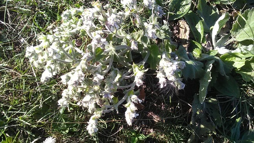 African sage (Salvia aethiopis)
