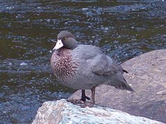 Hymenolaimus malacorhynchos