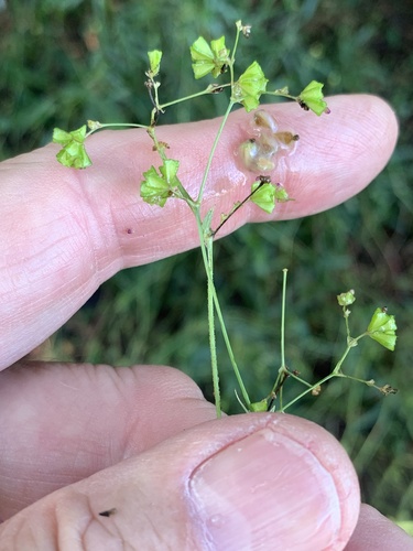 Sticky Spiderling (Boerhavia cordobensis)