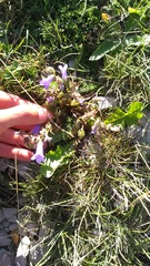 Campanula sibirica taurica