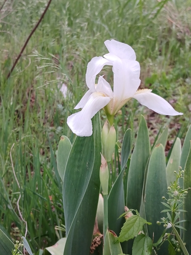 Image of Iris albicans by (c) Eleanor Pate, some rights reserved (CC BY)