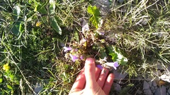 Campanula sibirica taurica