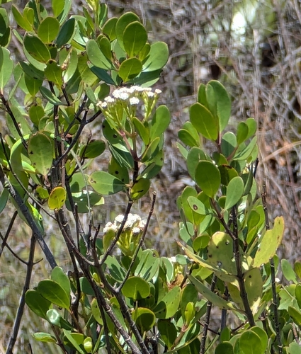 Image of Salmea petrobioides by (c) Alan Prather, some rights reserved (CC BY)