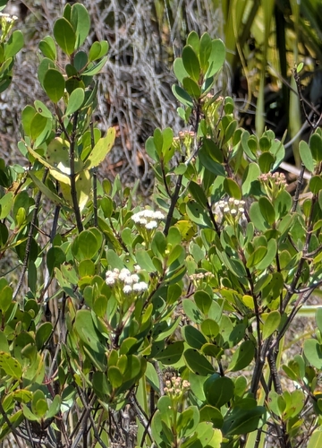 Image of Salmea petrobioides by (c) Alan Prather, some rights reserved (CC BY)