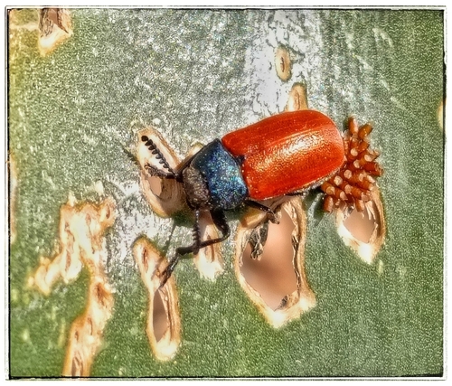 Labidostomis taxicornis