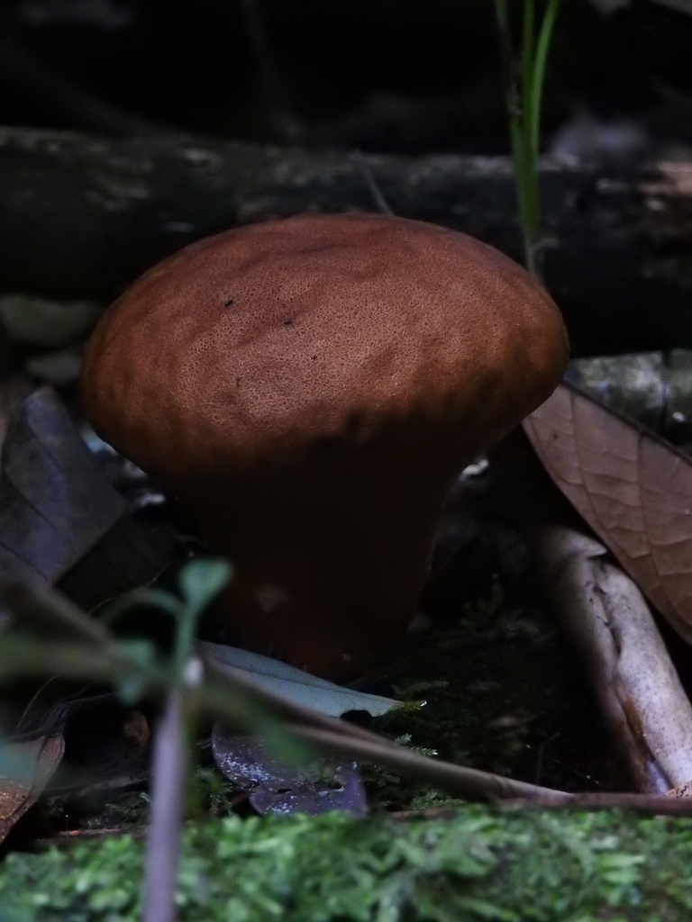 Calvatia rugosa · April 2025 · photo: © gthielen (iNaturalist, cc-by)