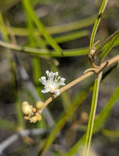 Croton linearis (Croton linearis)