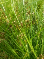 Cyperus bipartitus
