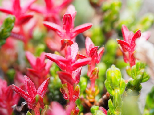 Exobasidium hypogenum