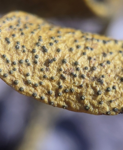 European mistletoe hyperparasitic fungus