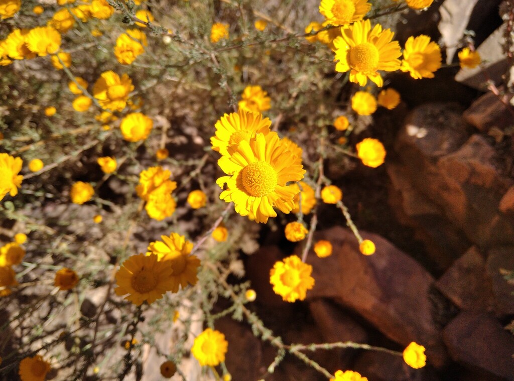 Cladanthus eriolepis