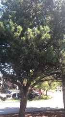 Pinus