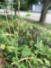 Chenopodium standleyanum