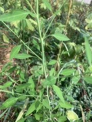 Chenopodium standleyanum
