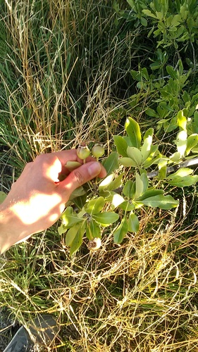 Pyrus nivalis (Pyrus nivalis)