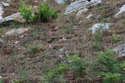 Image of Gladiolus brevifolius by (c) Tony Rebelo, some rights reserved (CC BY-SA)