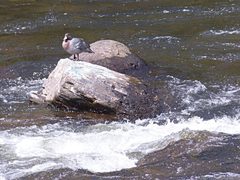 Hymenolaimus malacorhynchos