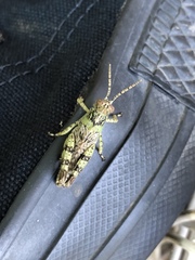 Melanoplus punctulatus