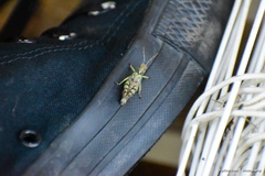 Melanoplus punctulatus