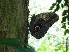 Caligo telamonius memnon