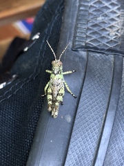 Melanoplus punctulatus