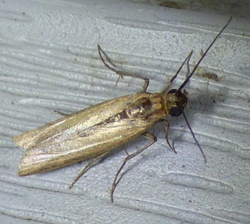 American Sunflower Moth photo 3