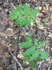 Polygonatum latifolium