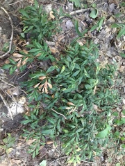 Ruscus hypoglossum