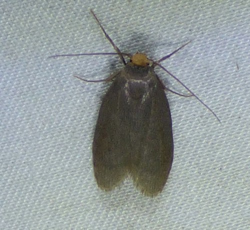 Lesser Wax Moth photo 3