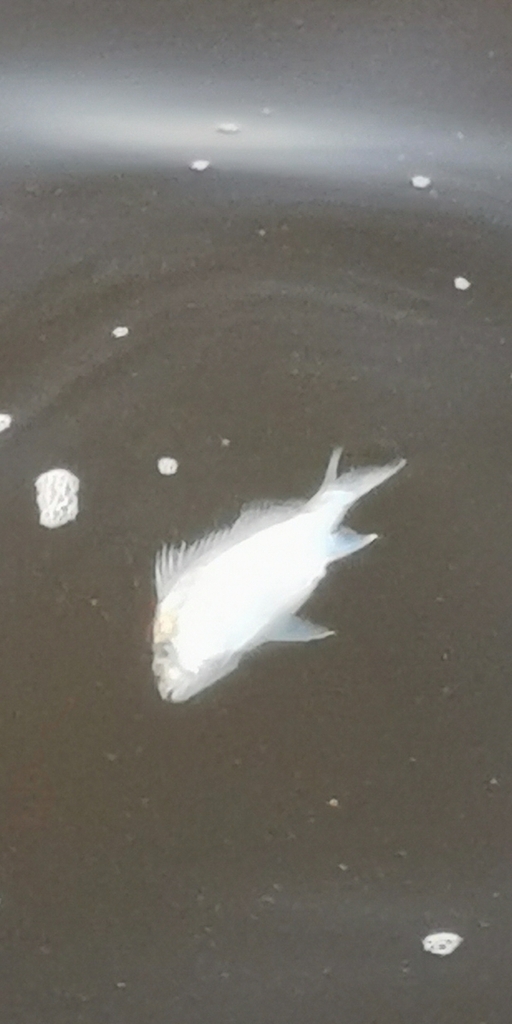 Bowen snapper (Argyrops spinifer) — Sparidae