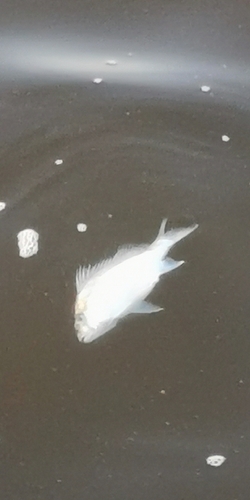 Bowen snapper (Argyrops spinifer) — Sparidae