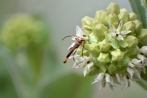Strangalia occidentalis
