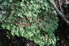 Pseudocyphellaria homoeophylla