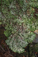 Pseudocyphellaria homoeophylla