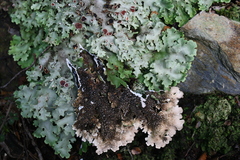 Pseudocyphellaria homoeophylla