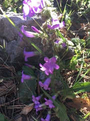 Campanula sibirica taurica