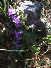 Campanula sibirica taurica