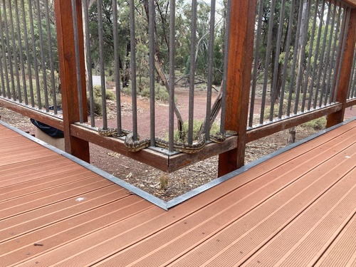 Carpet Python sighting