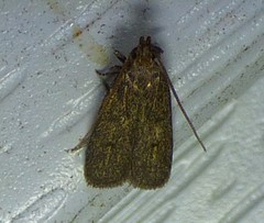 Glyphidocera juniperella