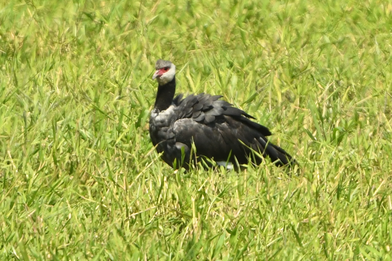Northern Screamer (Chauna chavaria), photo 2