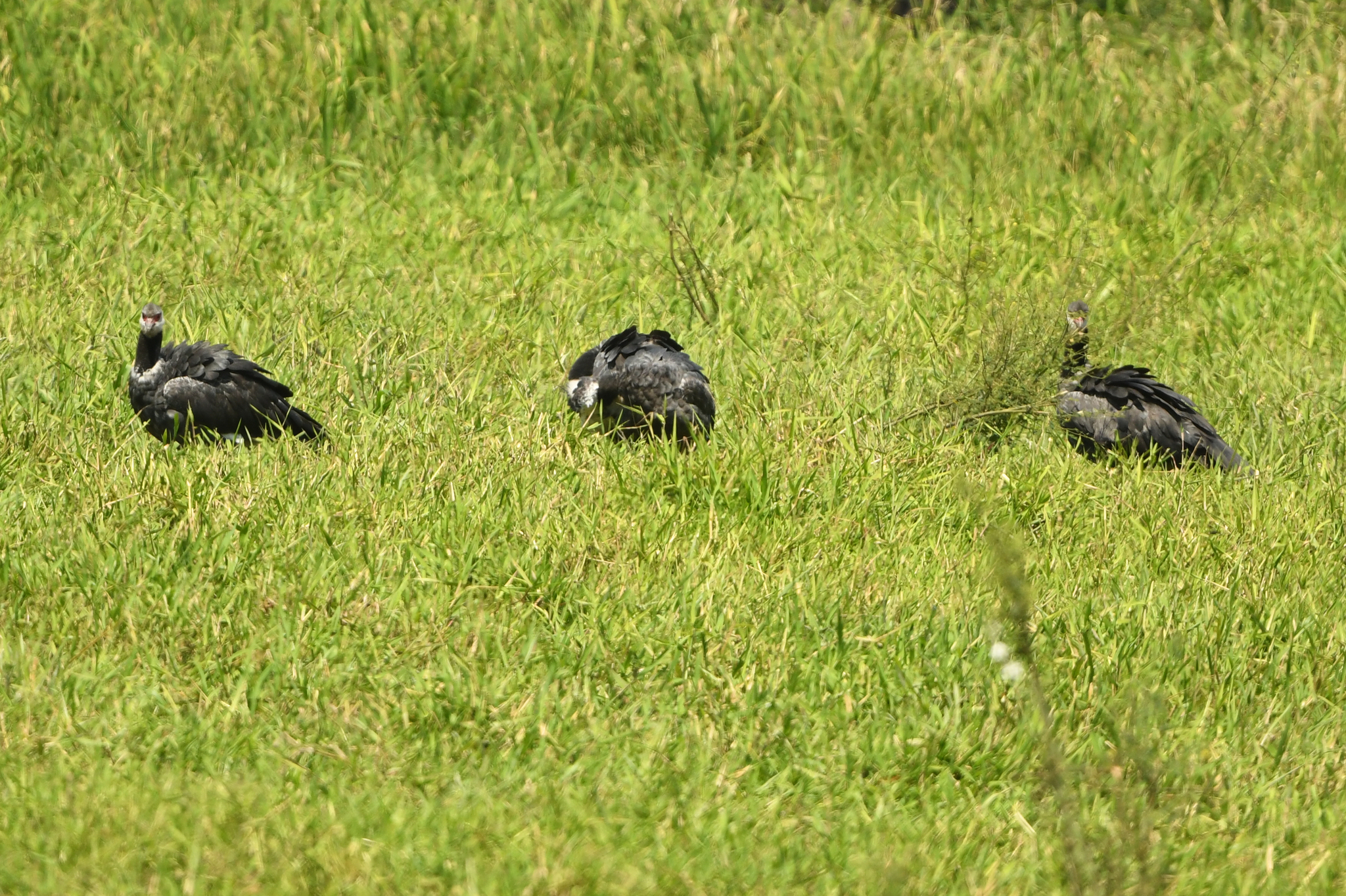Northern Screamer (Chauna chavaria), photo 3