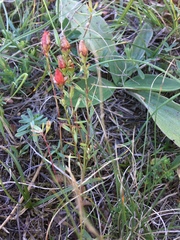 Hypericum linarioides