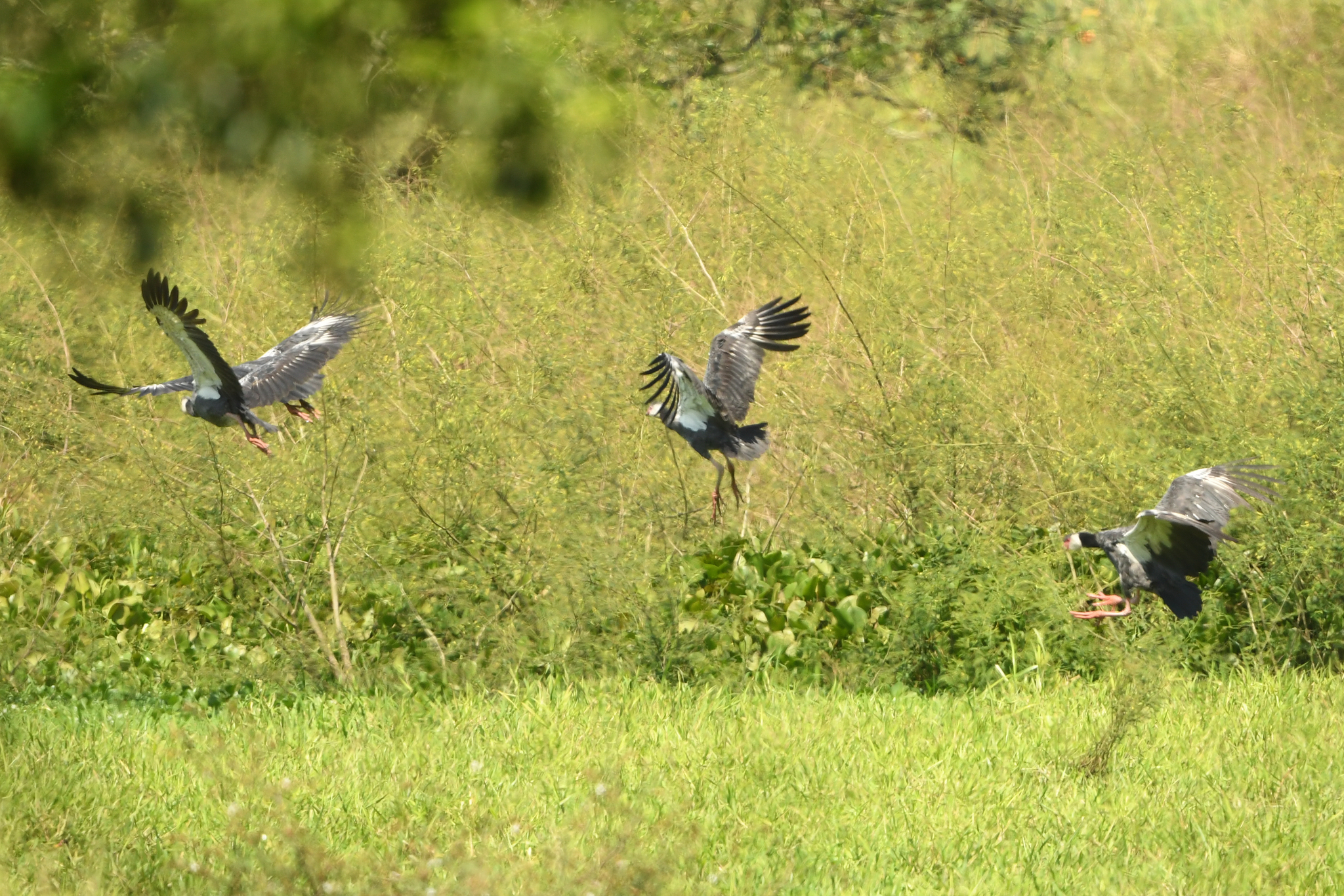 Northern Screamer (Chauna chavaria), photo 4