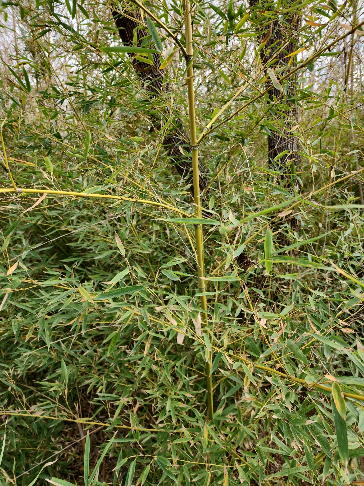 Imagem de Bambu-mossô