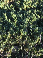 Juniperus communis hemisphaerica
